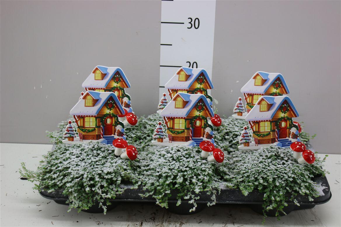 Горшечные цветы и растения оптом Soleirolia So Groen Xmas House от 6шт из Голландии с доставкой по России