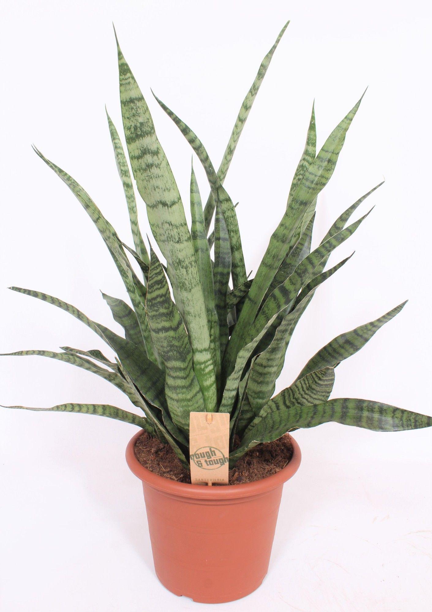 Горшечные цветы и растения оптом Sansevieria Diamond Green от 1шт из Голландии с доставкой по России