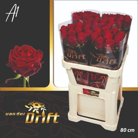 Срезанные цветы оптом Rosa large red naomi! Drift от 50шт из Голландии с доставкой по России