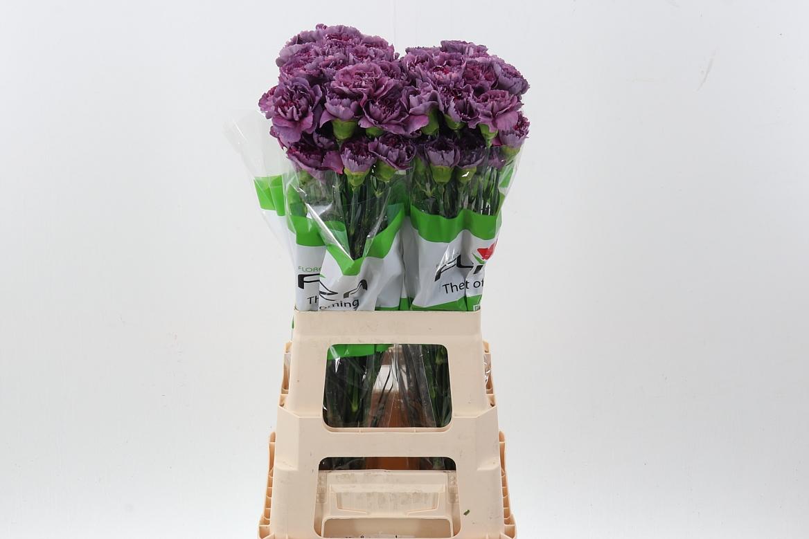 Срезанные цветы оптом Dianthus st hypnosis от 80шт из Голландии с доставкой по России