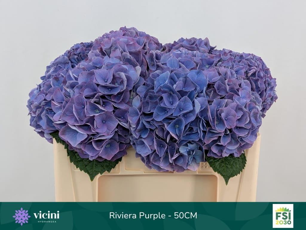 Срезанные цветы оптом Hydrangea my beautiful riviera от 10шт. из Голландии с доставкой по России