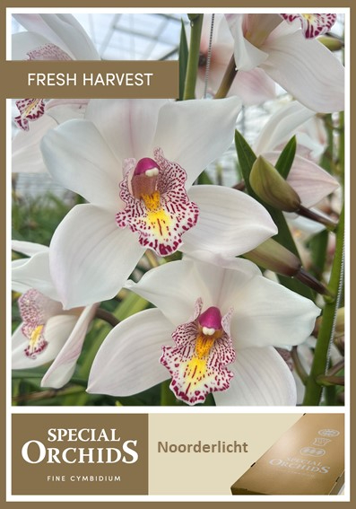 Срезанные цветы оптом Cymbidium white noorderlicht от 8шт. из Голландии с доставкой по России