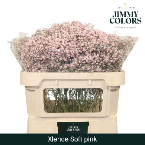 Срезанные цветы оптом Gyps large paint pink light от 75шт из Голландии с доставкой по России