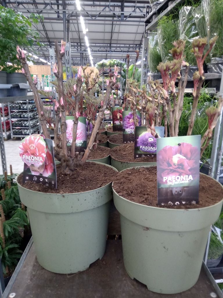 Горшечные цветы и растения оптом Paeonia Suffruticosa   ...mix от 1шт из Голландии с доставкой по России