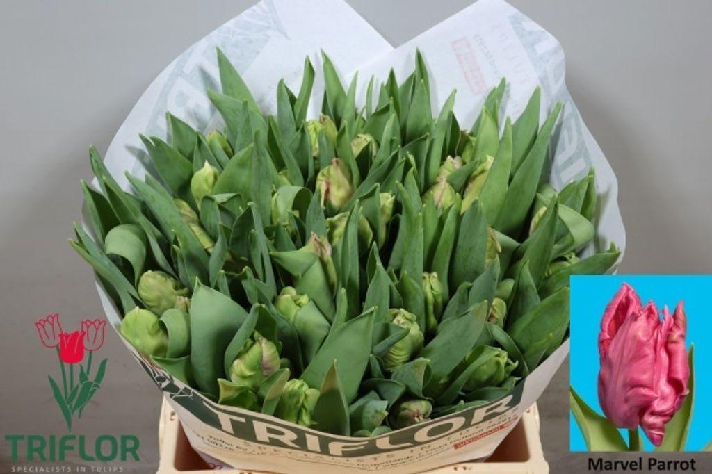 Срезанные цветы оптом Tulipa pa marvel parrot от 50шт из Голландии с доставкой по России