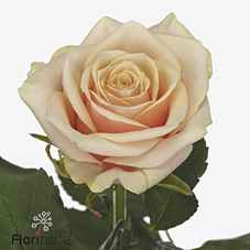 Срезанные цветы оптом Rosa la bellini! от 40шт из Голландии с доставкой по России
