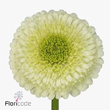 Срезанные цветы оптом Germini gerponi kermit от 80шт из Голландии с доставкой по России