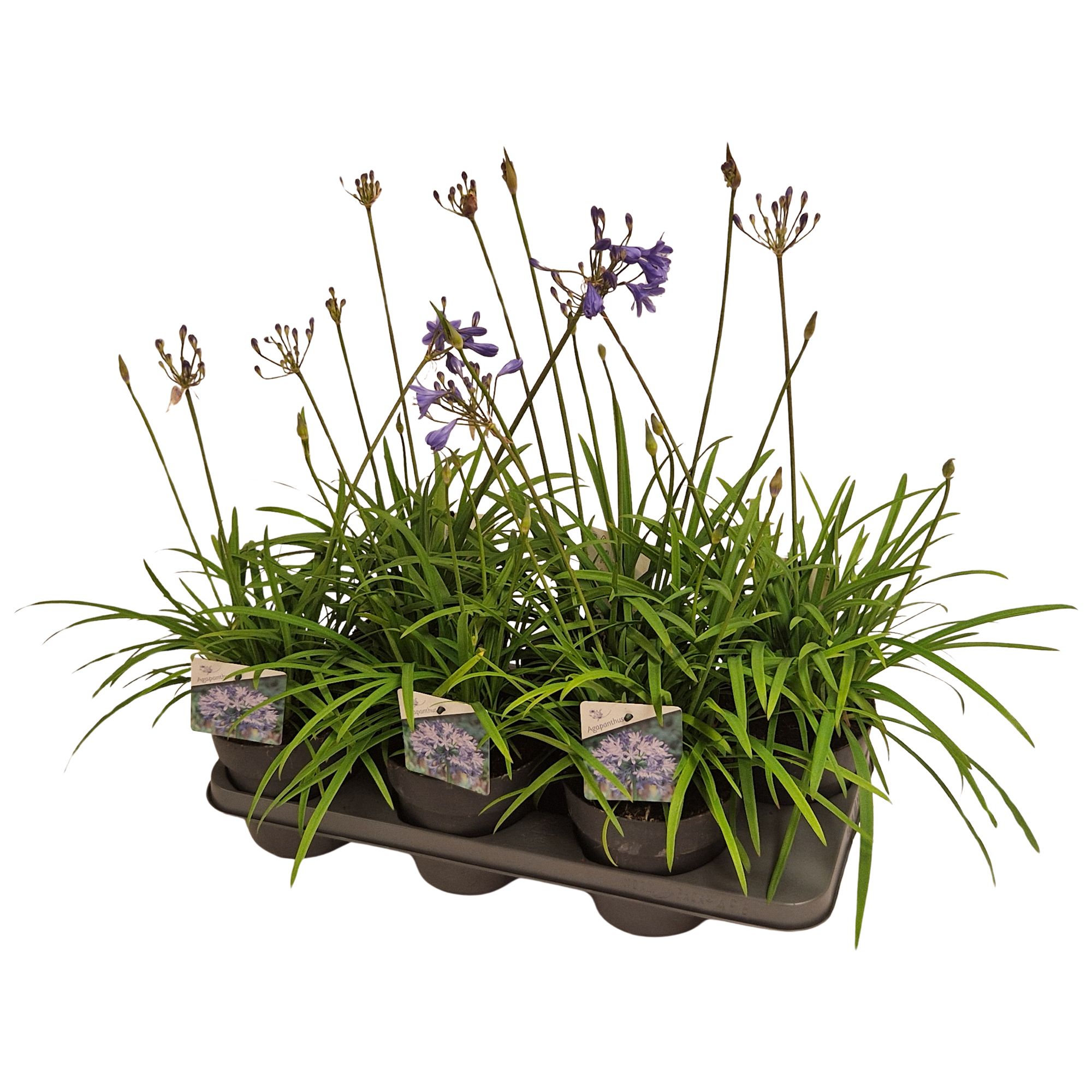 Горшечные цветы и растения оптом Agapanthus Blauw. 15cm Brilliant Blue Knoppen Bove от 6шт из Голландии с доставкой по России