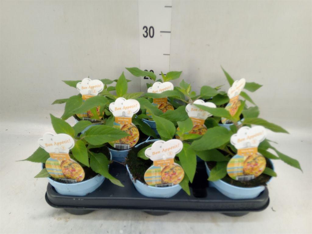 Горшечные цветы и растения оптом Tuinkruiden   ... от 8шт из Голландии с доставкой по России