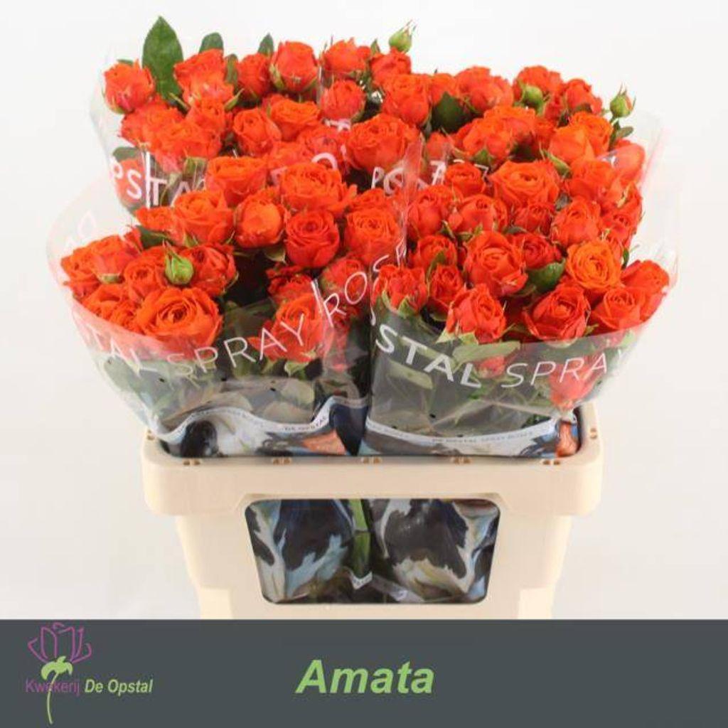 Срезанные цветы оптом Rosa spray amata от 40шт из Голландии с доставкой по России