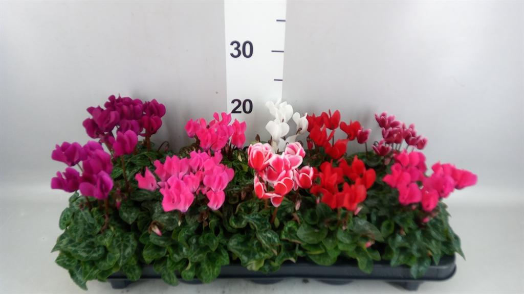 Горшечные цветы и растения оптом Cyclamen Kl verano от 10шт (для телеги) из Голландии с доставкой по России