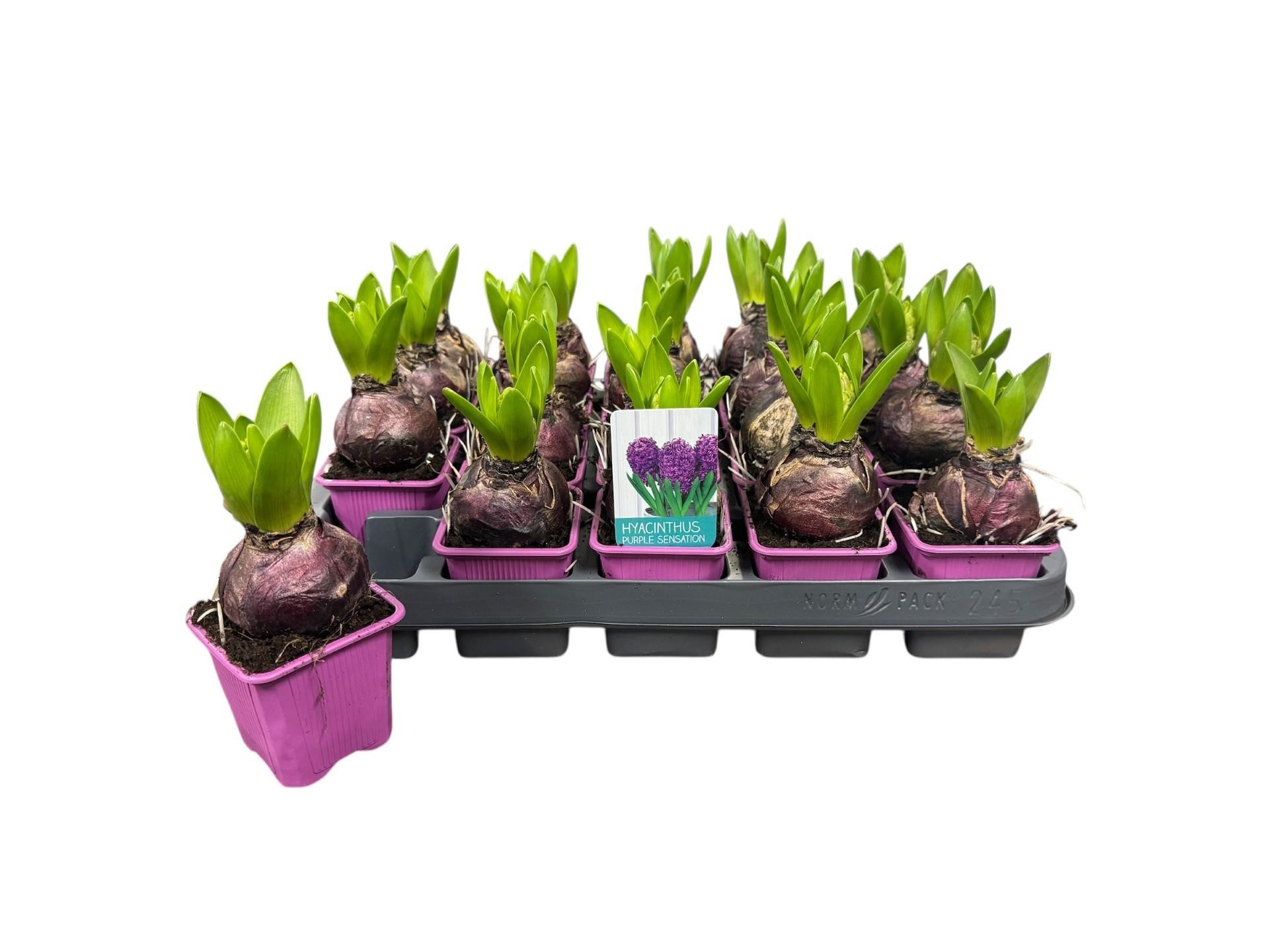 Горшечные цветы и растения оптом Hyacin Purple Sensat от 20шт (для телеги) из Голландии с доставкой по России