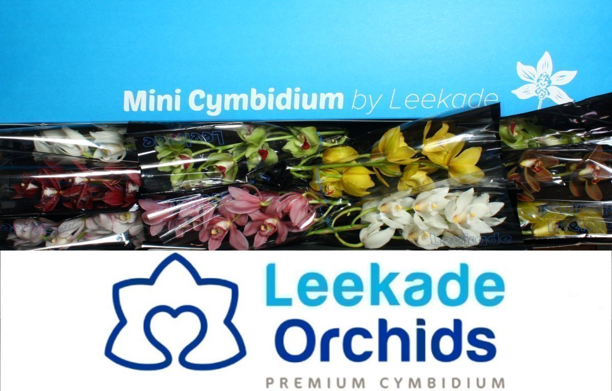 Срезанные цветы оптом Minicymbidium mix от 10шт из Голландии с доставкой по России