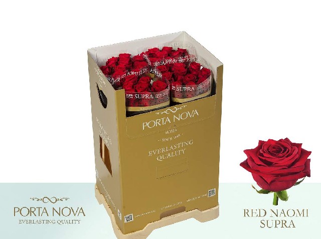 Срезанные цветы оптом Rosa large red naomi! Supra Porta Nova от 40шт. из Голландии с доставкой по России
