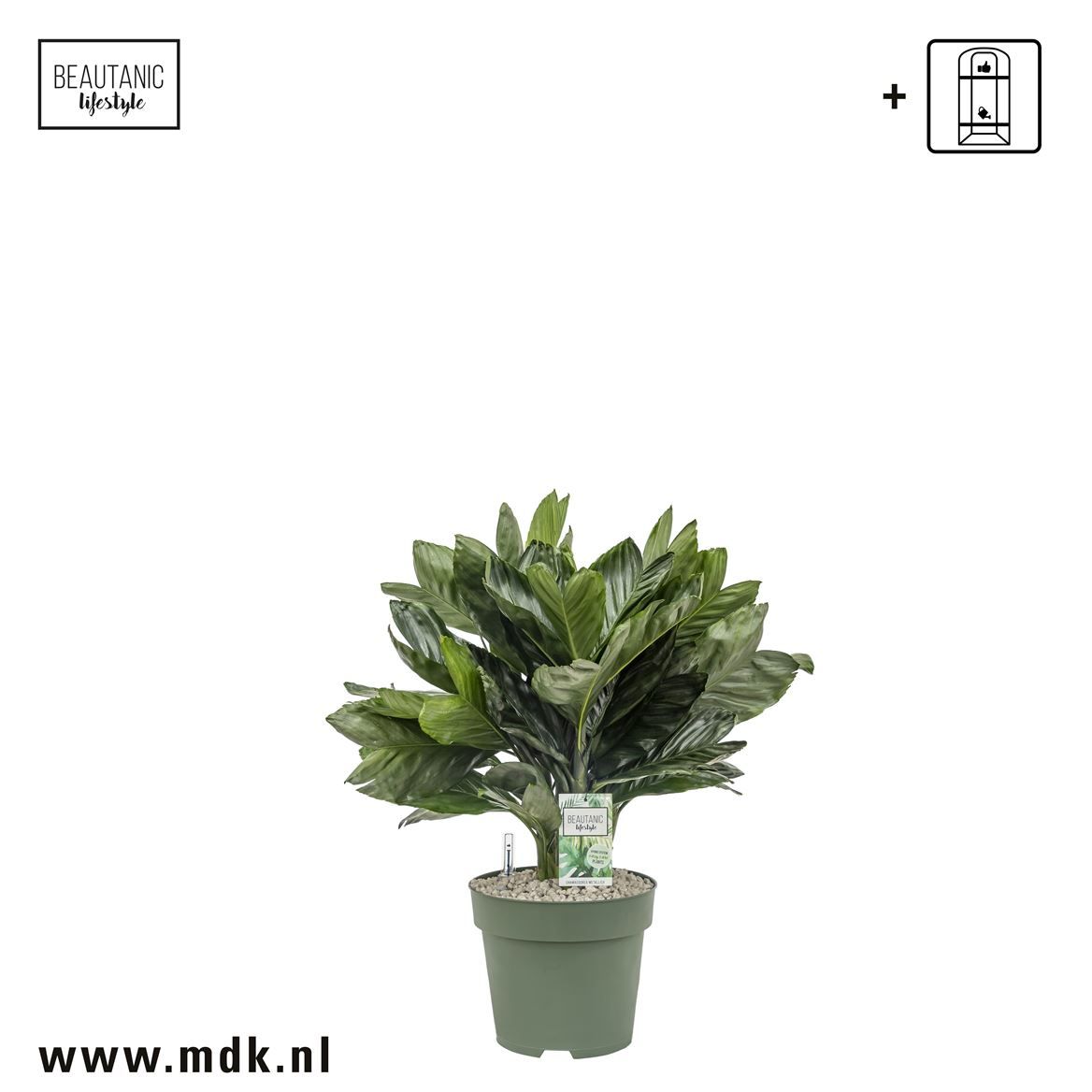 Горшечные цветы и растения оптом Chamaedorea Metallica от 1шт из Голландии с доставкой по России