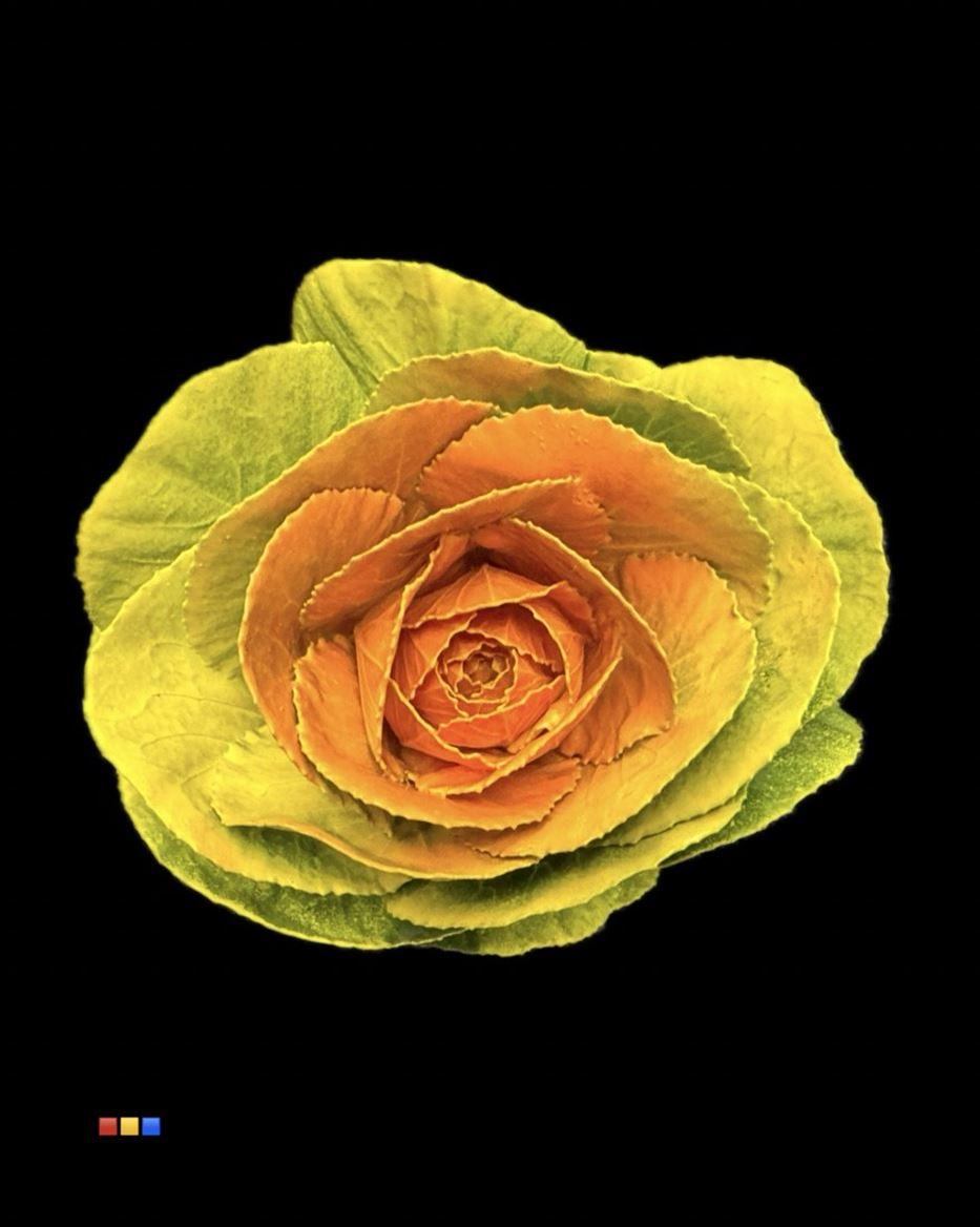 Срезанные цветы оптом Brassica paint yellow + orange eye от 20шт из Голландии с доставкой по России