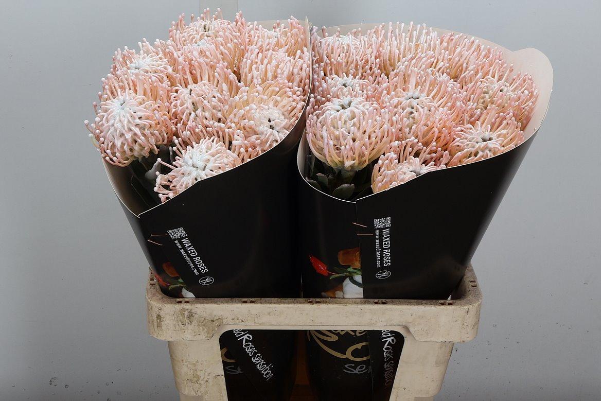 Срезанные цветы оптом Nutans wax white от 20шт из Голландии с доставкой по России