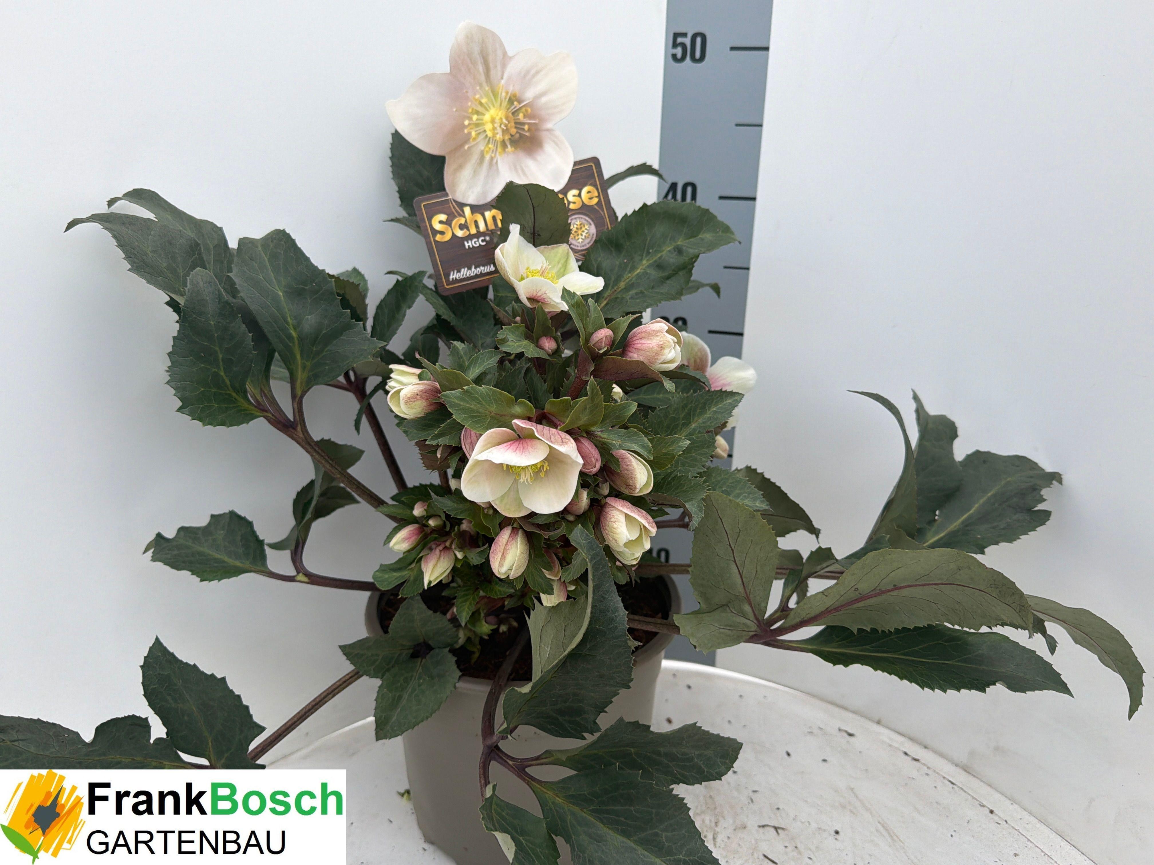 Горшечные цветы и растения оптом Hell Er Hgc Sh Star от 1шт из Голландии с доставкой по России