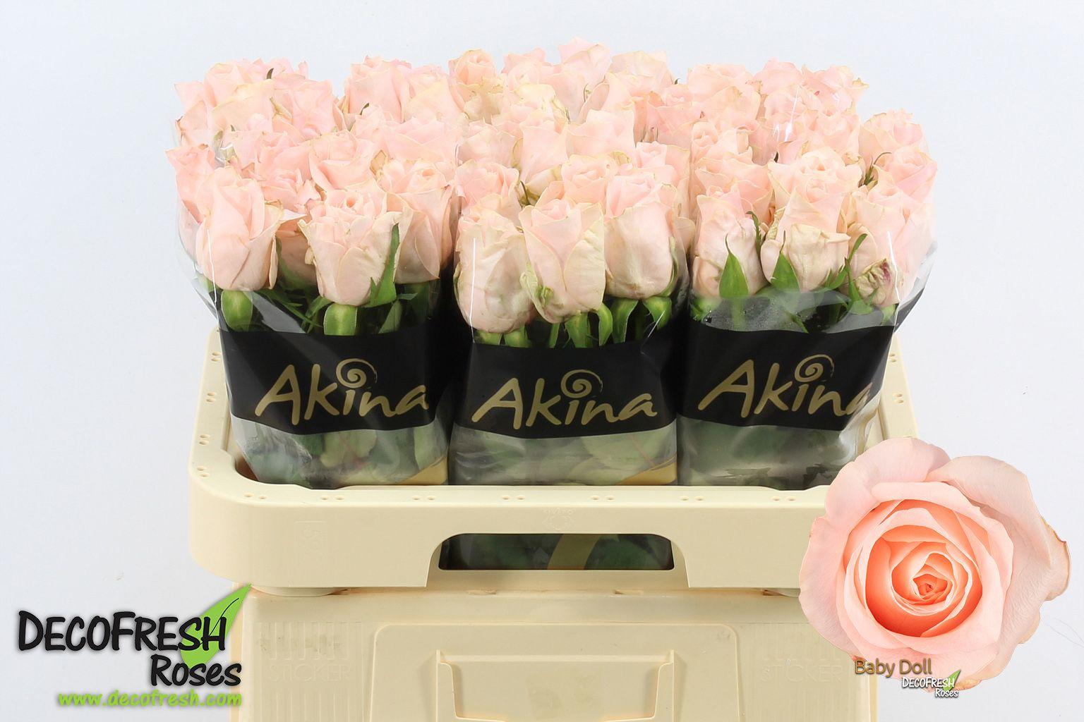 Срезанные цветы оптом Rosa large baby doll от 50шт из Голландии с доставкой по России