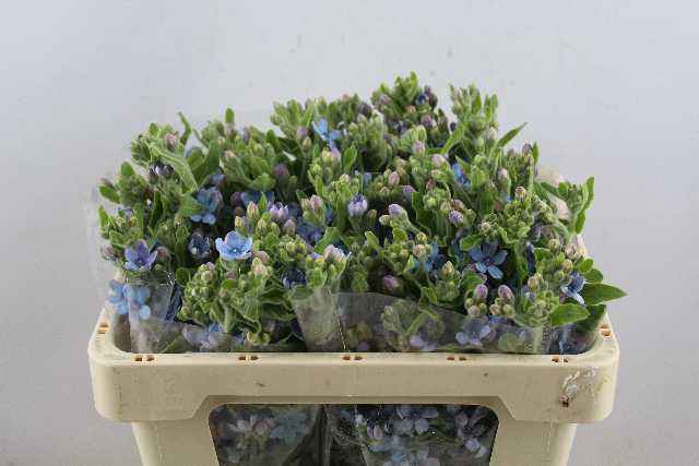 Срезанные цветы оптом Oxypetalum tanioka pure blue от 50шт из Голландии с доставкой по России