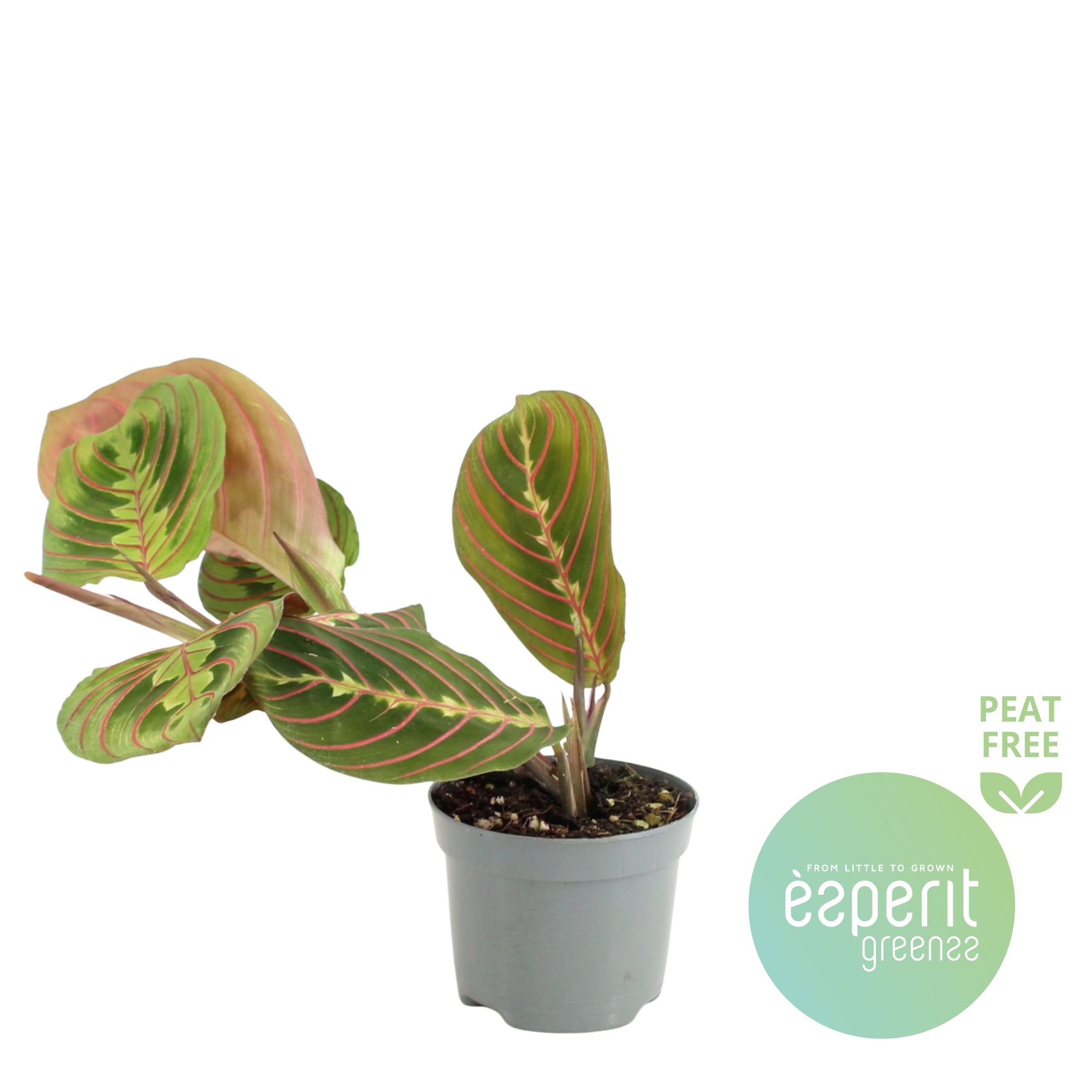 Горшечные цветы и растения оптом Maranta Leuconeura Fascinator от 21шт (для телеги) из Голландии с доставкой по России