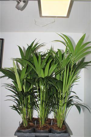 Горшечные цветы и растения оптом Howea Forsteriana 4pp от 6шт из Голландии с доставкой по России Горшечные цветы и растения оптом Howea Forsteriana 4pp от 6шт из Голландии с доставкой по России