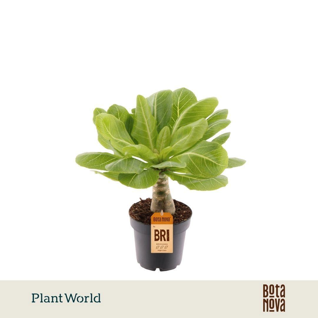 Горшечные цветы и растения оптом Brighamia Insignis Hawaii Palm от 6шт из Голландии с доставкой по России