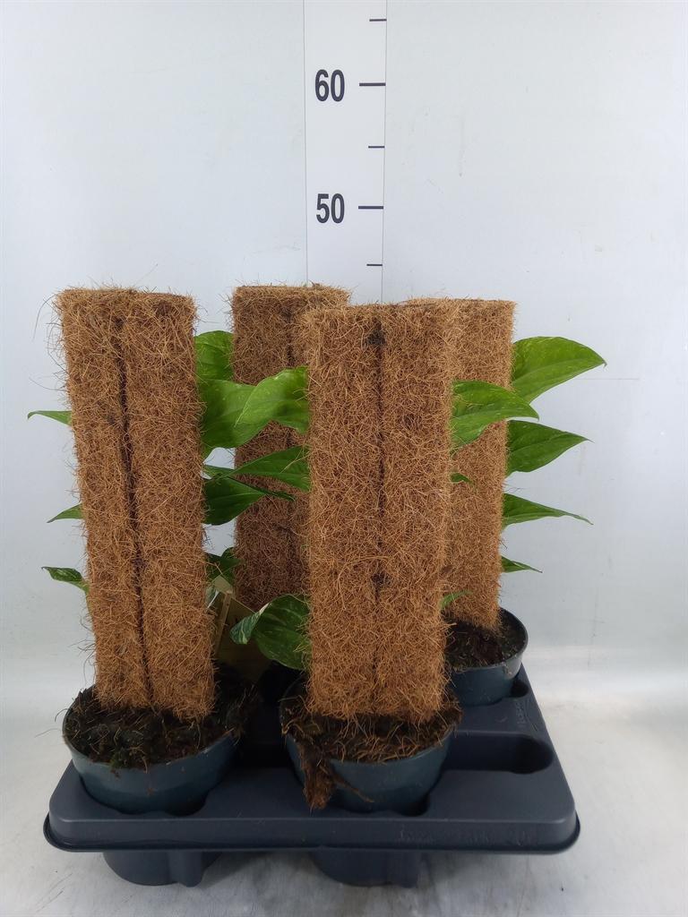 Горшечные цветы и растения оптом Rhaphidophora Korthalsii от 4шт из Голландии с доставкой по России