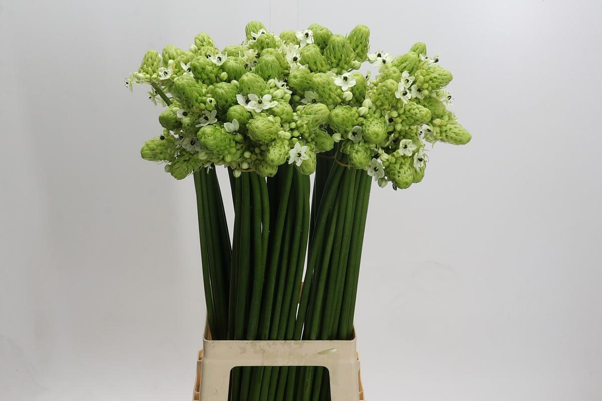 Срезанные цветы оптом Ornithogalum saundersiae от 80шт из Голландии с доставкой по России