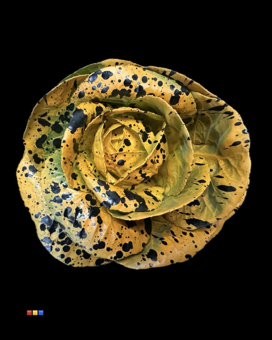 Срезанные цветы оптом Brassica paint orange splash black от 20шт из Голландии с доставкой по России