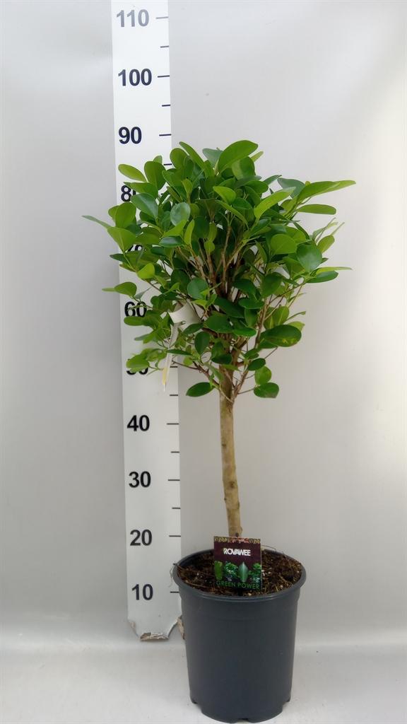 Горшечные цветы и растения оптом Ficus Microcarpa moclame A от 1шт из Голландии с доставкой по России