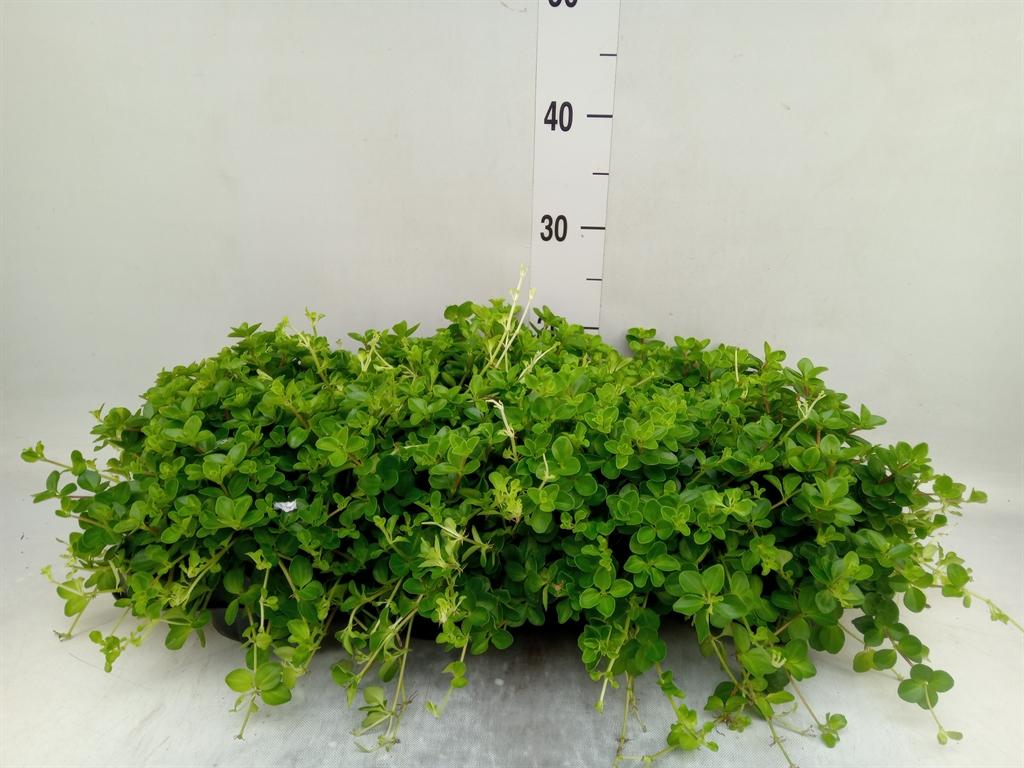 Горшечные цветы и растения оптом Peperomia Rotundifolia от 8шт из Голландии с доставкой по России