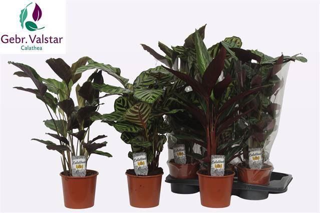 Горшечные цветы и растения оптом Calathea   ... от 6шт из Голландии с доставкой по России