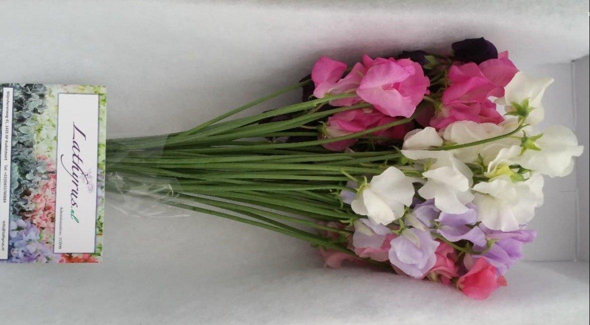 Срезанные цветы оптом Lathyrus od mix in bucket от 50шт из Голландии с доставкой по России