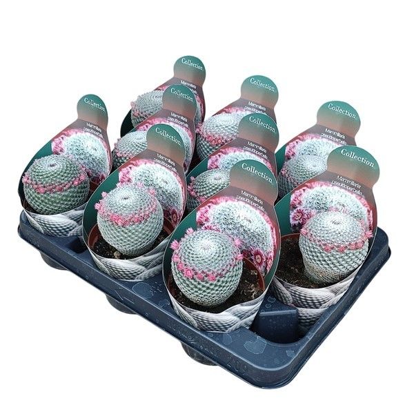 Горшечные цветы и растения оптом Mammillaria Pseudoperbella от 9шт из Голландии с доставкой по России