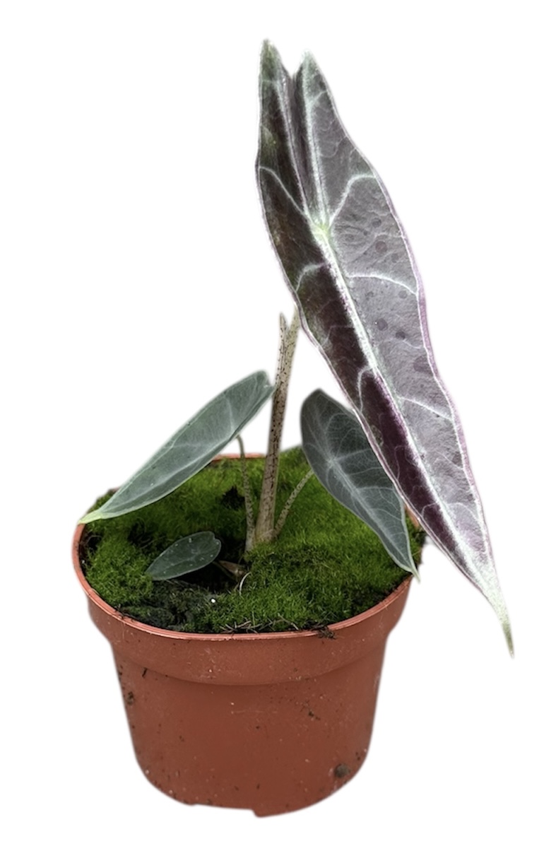 Горшечные цветы и растения оптом Alocasia Longiloba Purple от 1шт (для телеги) из Голландии с доставкой по России