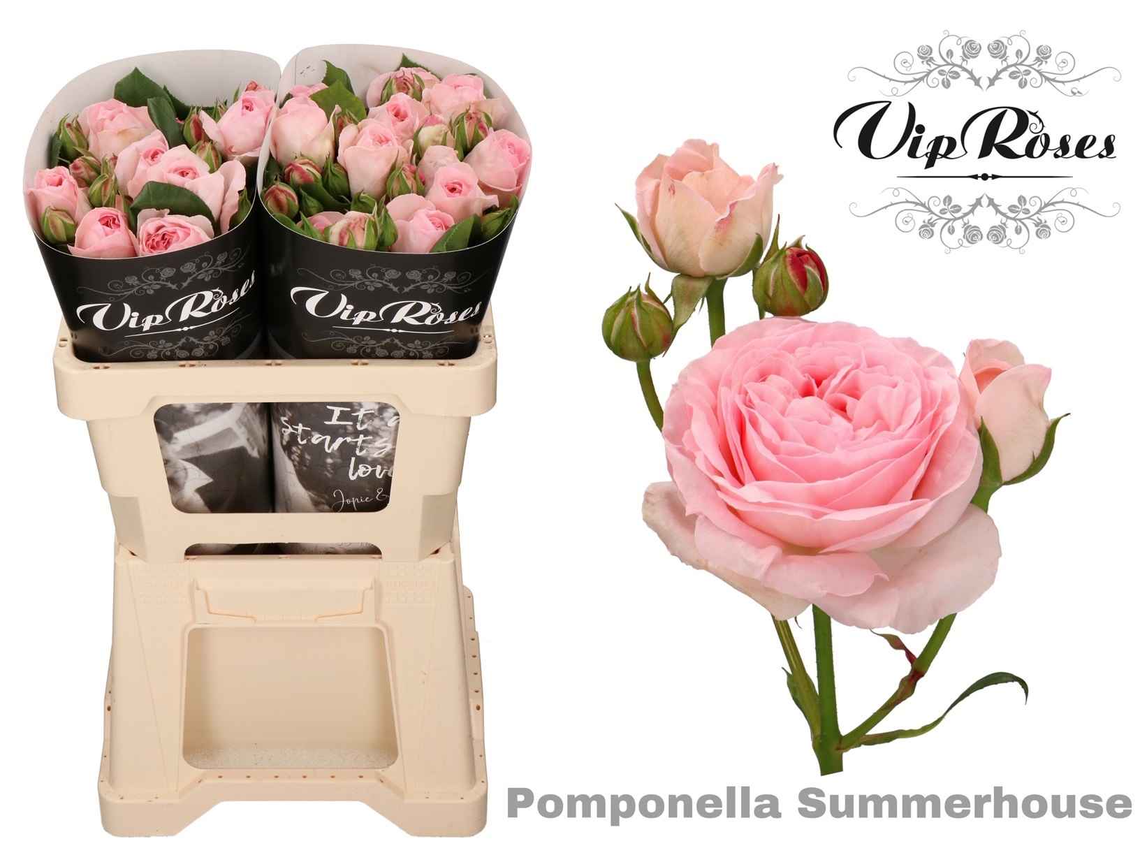 Срезанные цветы оптом Rosa sp pomponella summerhouse от 20шт из Голландии с доставкой по России