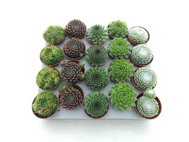 Горшечные цветы и растения оптом Sempervivum Mix от 20шт из Голландии с доставкой по России