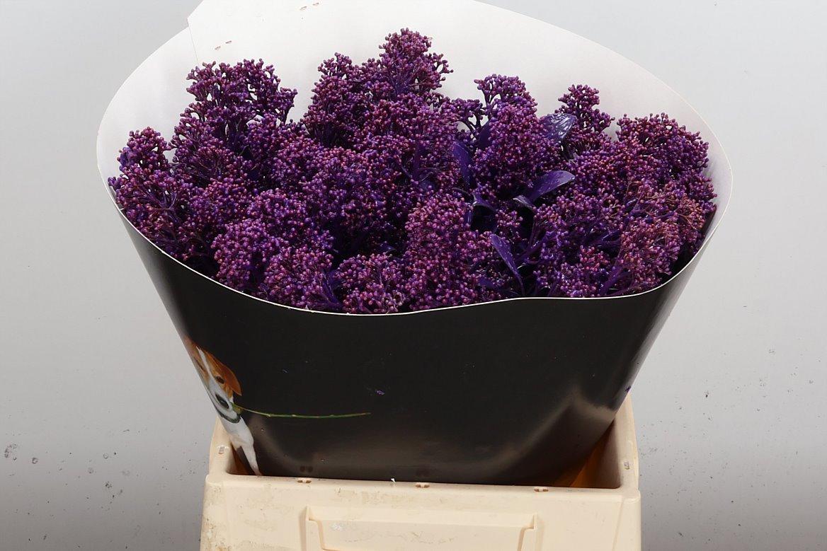 Срезанные цветы оптом Skimmia wax purple от 5шт из Голландии с доставкой по России