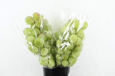 Срезанные цветы оптом Asclepias moby dick seed pod от 4шт из Голландии с доставкой по России Срезанные цветы оптом Asclepias moby dick seed pod от 4шт из Голландии с доставкой по России