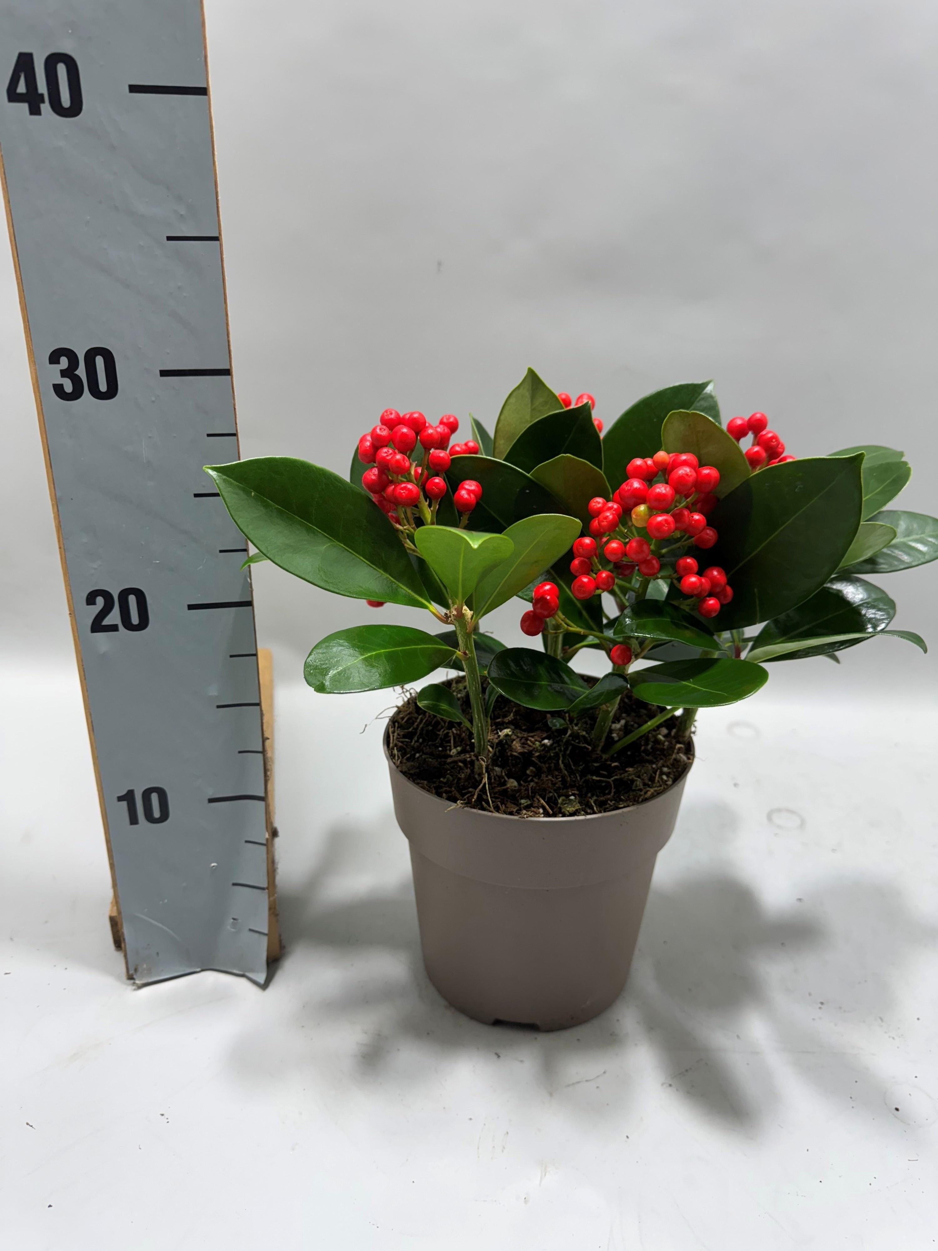 Горшечные цветы и растения оптом Skimmia Jap. Veitchii от 6шт из Голландии с доставкой по России