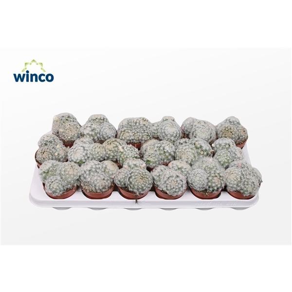 Горшечные цветы и растения оптом Mammillaria Plumosa от 18шт (для телеги) из Голландии с доставкой по России