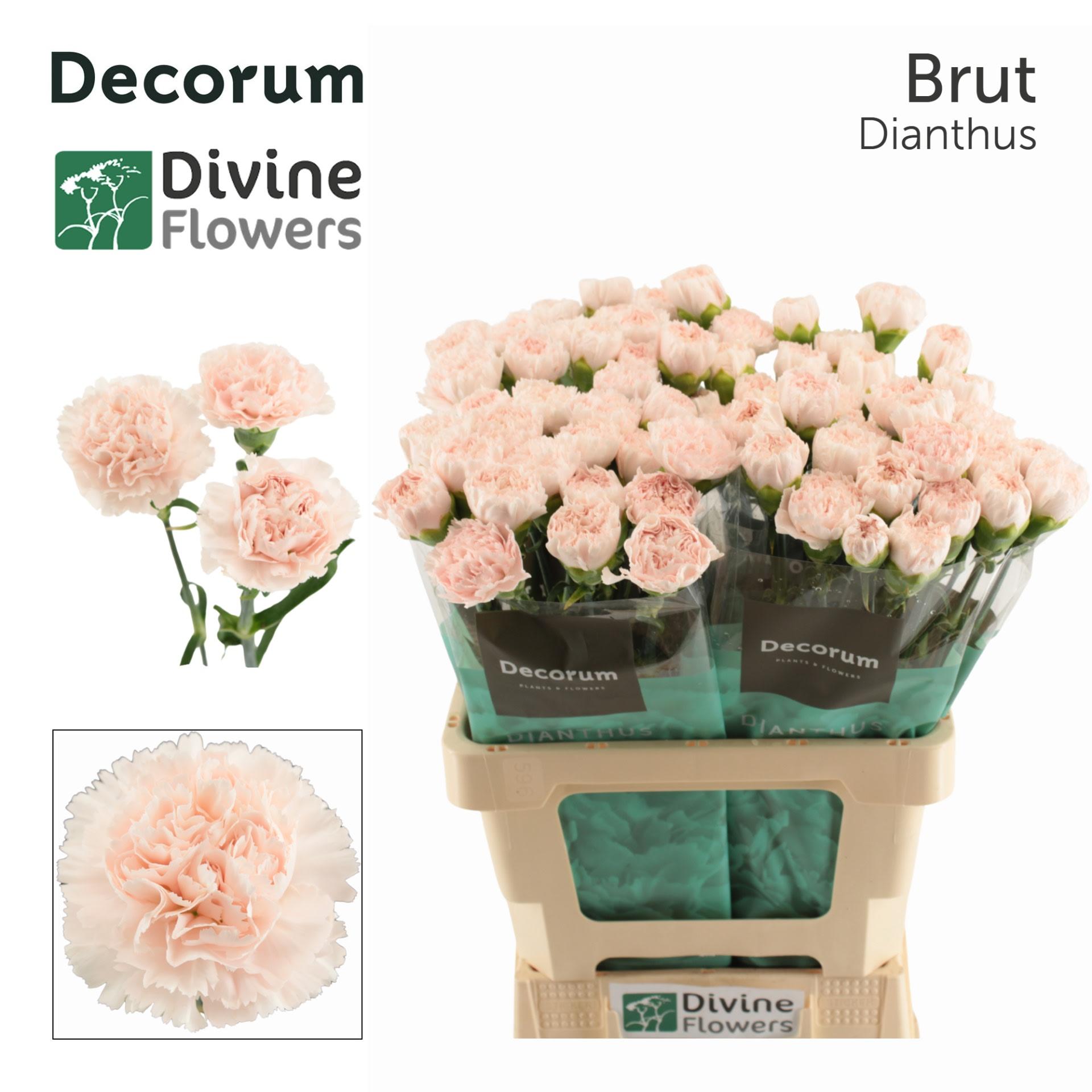 Срезанные цветы оптом Dianthus st brut от 80шт из Голландии с доставкой по России