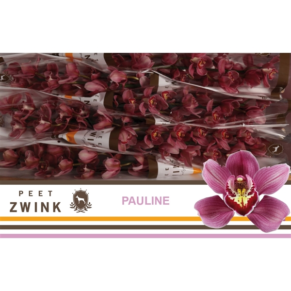 Срезанные цветы оптом Cymbidium pink mrs pauline от 8шт из Голландии с доставкой по России