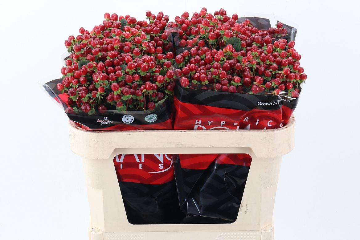 Срезанные цветы оптом Hypericum red light romance от 100шт из Голландии с доставкой по России