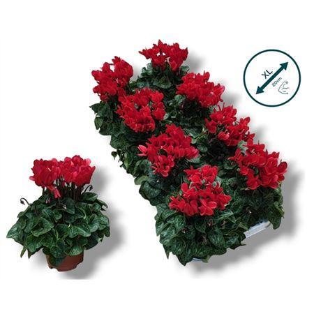 Горшечные цветы и растения оптом Cyclamen Kl Rood от 8шт (для телеги) из Голландии с доставкой по России
