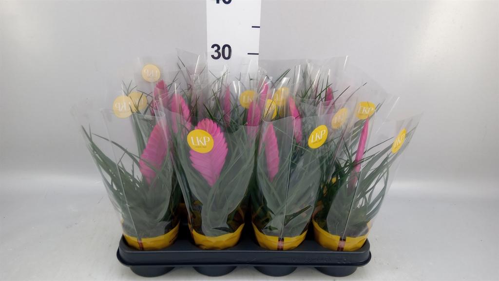 Горшечные цветы и растения оптом Tillandsia Cyanea vincent от 11шт (для телеги) из Голландии с доставкой по России