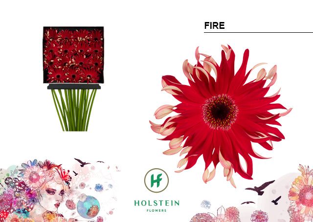 Срезанные цветы оптом Gerbera diamond gerpasta fire от 15шт из Голландии с доставкой по России