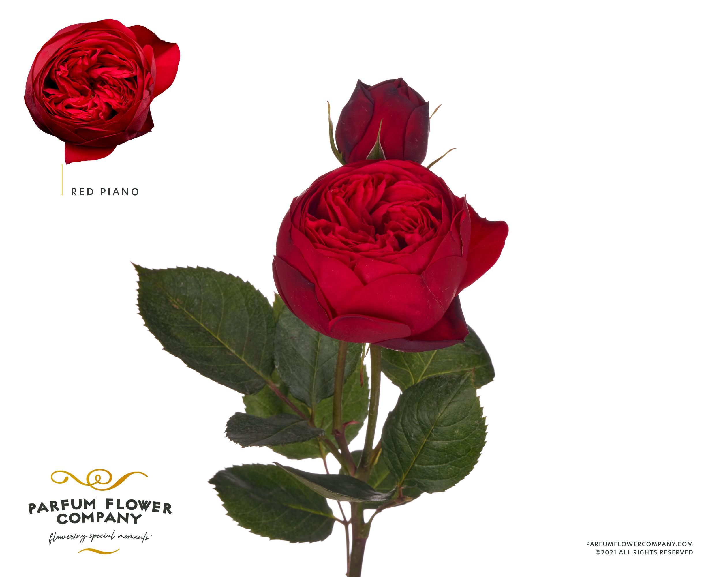 Срезанные цветы оптом Rosa garden red piano от 24шт из Голландии с доставкой по России