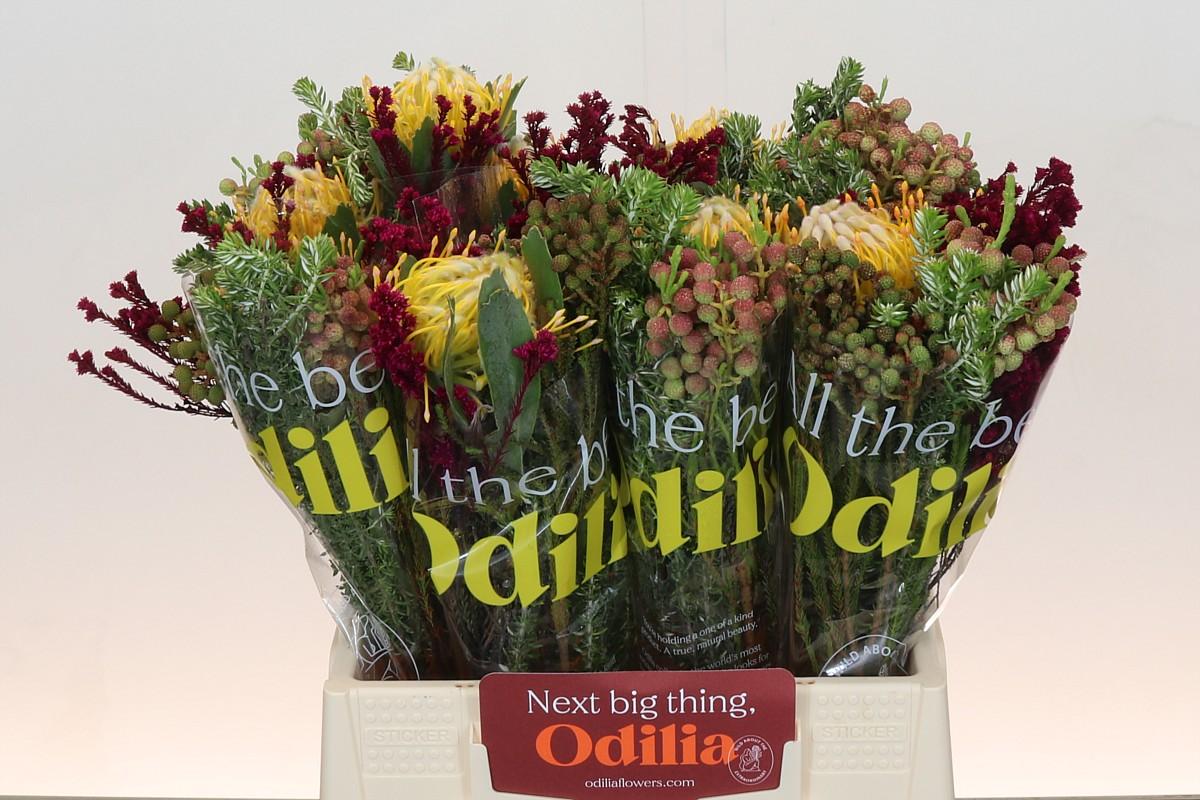 Срезанные цветы оптом Nutans bq sfb jodi от 10шт из Голландии с доставкой по России Срезанные цветы оптом Nutans bq sfb jodi от 10шт из Голландии с доставкой по России